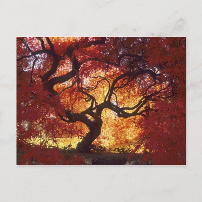 Connecticut: Darien, Japanese maple 'Acer Postcard (Front)