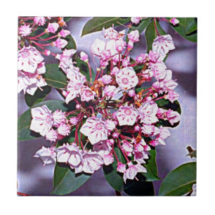 Connecticut Mountain Laurel Tile