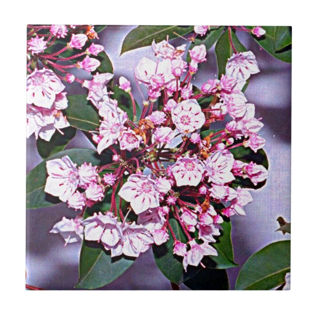 Connecticut Mountain Laurel Tile (Front)