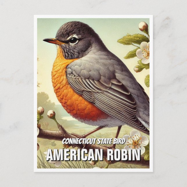 Connecticut State Bird American Robin Postcard (Front)