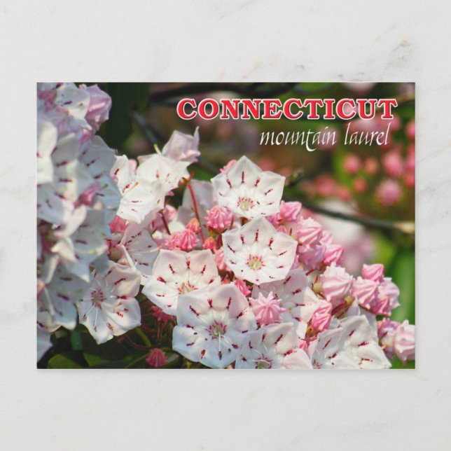 Connecticut State Flower: Mountain Laurel Postcard (Front)
