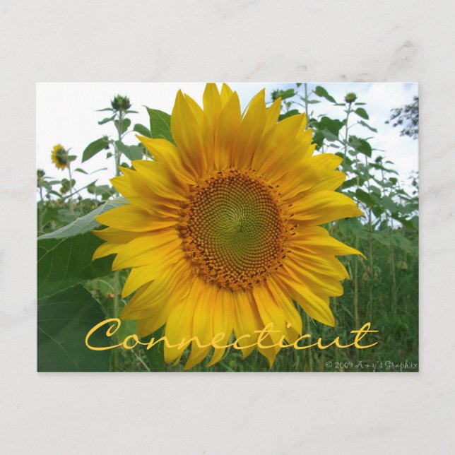 Connecticut Sunflower Postcard (Front)