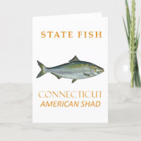 Connecticut Territory Fish The American Shad