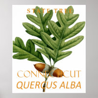 Connecticut Territory Tree The White Oak