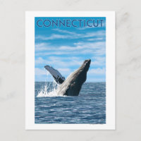 ConnecticutHumpback Whale Scene