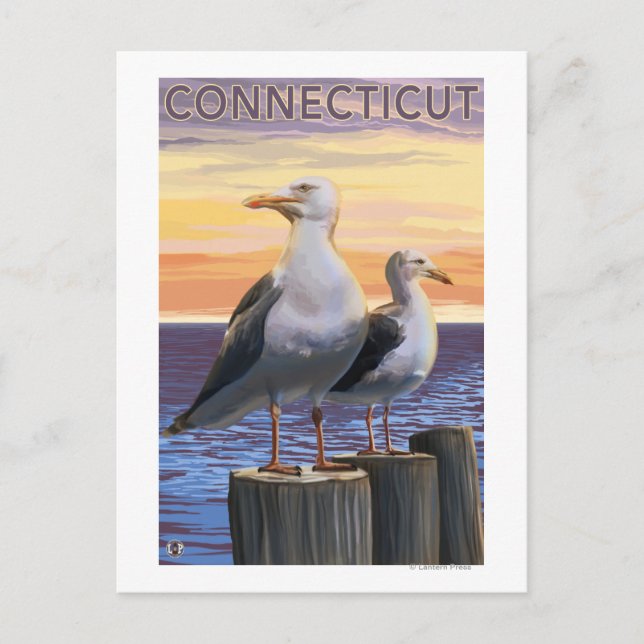 ConnecticutSea Gulls Scene Postcard (Front)