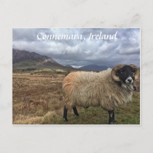 Connemara Sheep, Ireland Postcard