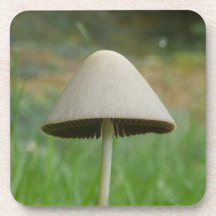 Conocybe rickenii Mushroom Hard Plastic Coasters