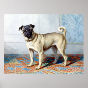 Conradijn Cunaeus Portrait of Edwin Vom Rath’s Pug Poster