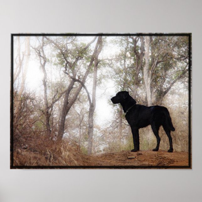 Conservation Canine "Scooby" Picture/Print Poster (Front)