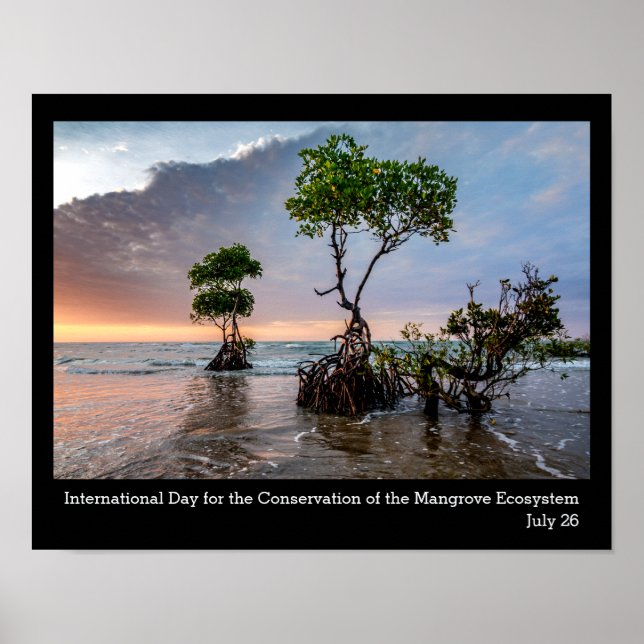Conservation of the Mangrove, photo Poster (Front)