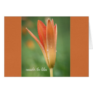 Consider the lilies fade Parakaleo note card