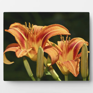 Consider The Lilies Of The Field Plaque