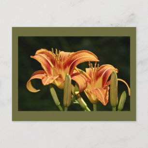 Consider The Lilies Of The Field Postcard