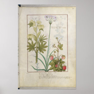 Consiligo, Burreed and Strawberry Poster