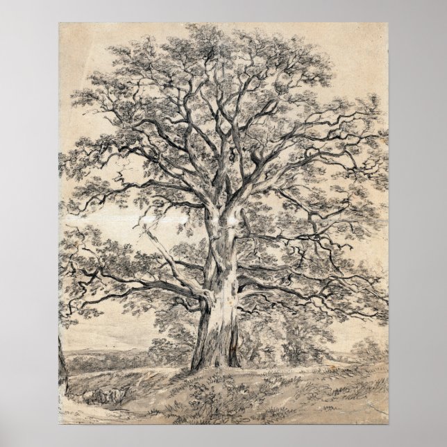 Constable - A Great Oak Tree 1801 Poster (Front)