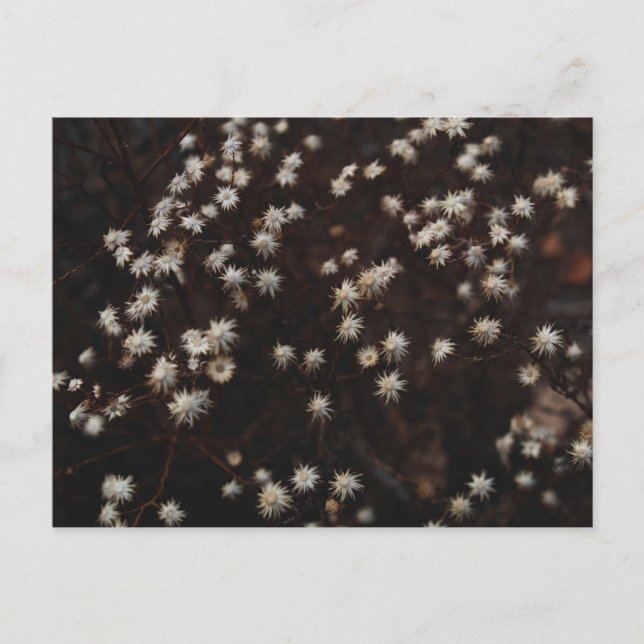 "Constellation Bosque" Postcard (Front)