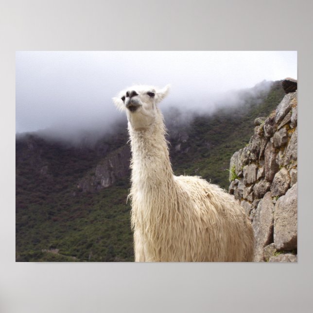 Contemplating Llama poster (Front)