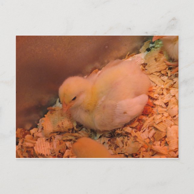Contemplative Chick Postcard (Front)