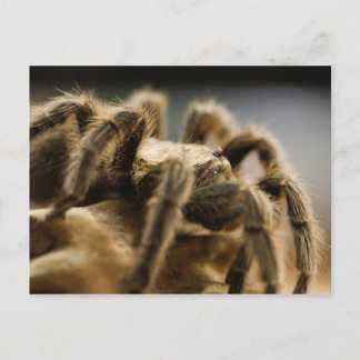 Contemplative Spider - Tarantula Art Image 8 Postcard