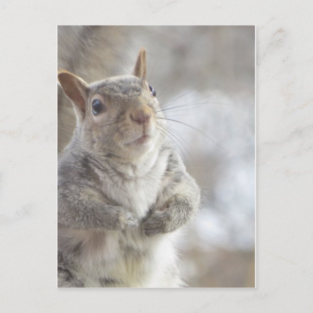Contemplative Squirrel Postcard (Front)