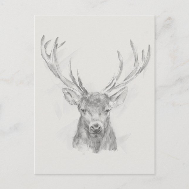 Contemporary Elk Sketch Postcard (Front)
