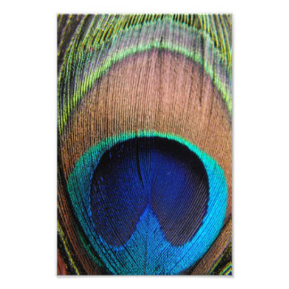 Contemporary Peacock Feather Close-Up Photo Art Print