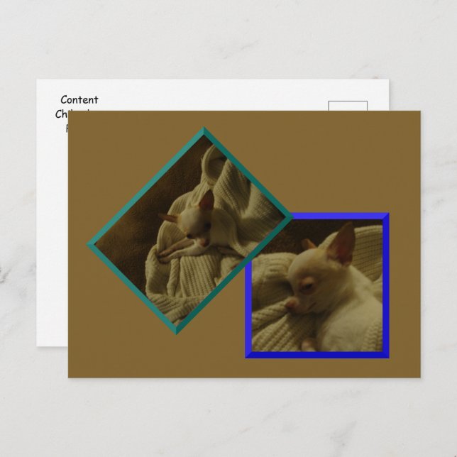 Content Chihuahua Puppy Postcard (Front/Back)