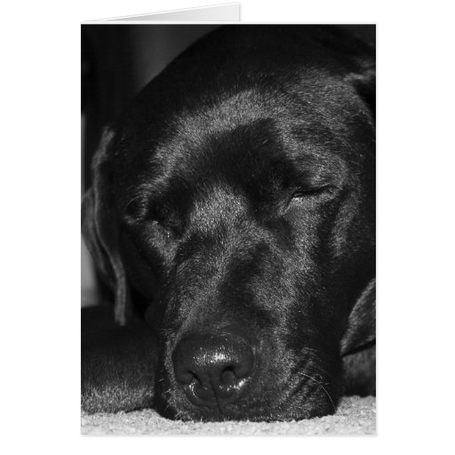 Content, sleeping black labrador