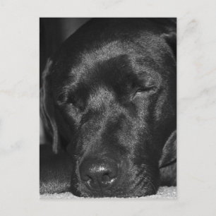Content, sleeping black labrador postcard