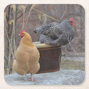 Contented Chickens Party Coaster