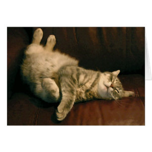 Contented Kitty