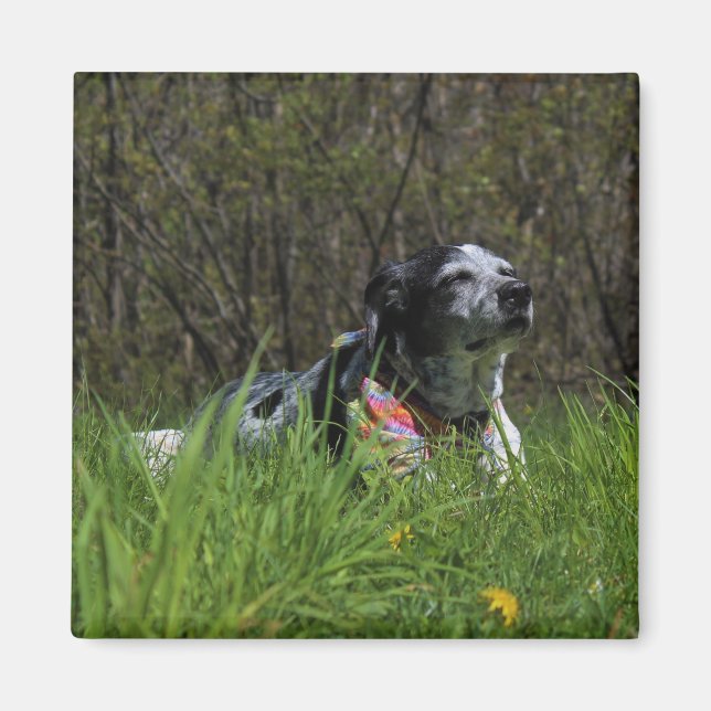 Contentment Magnet (Front)