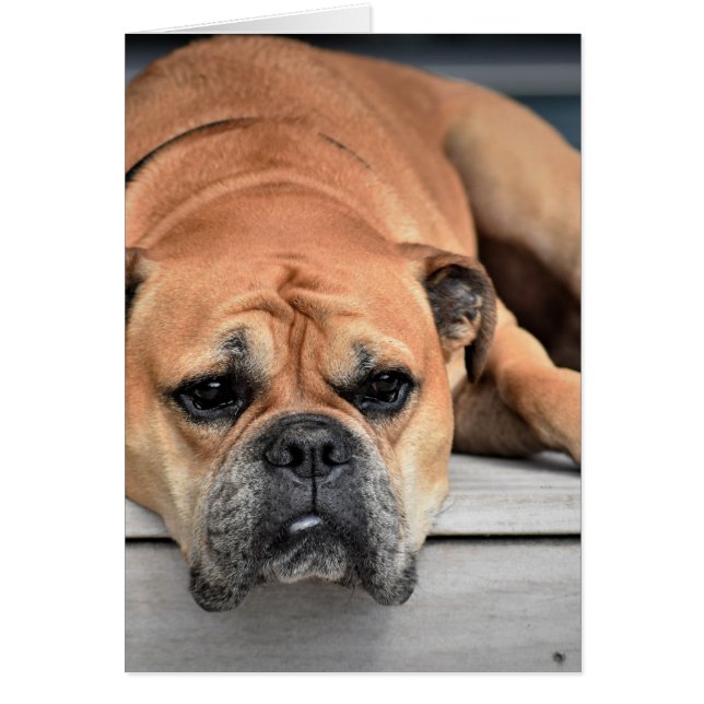 Continental Bulldog Customisable (Front)