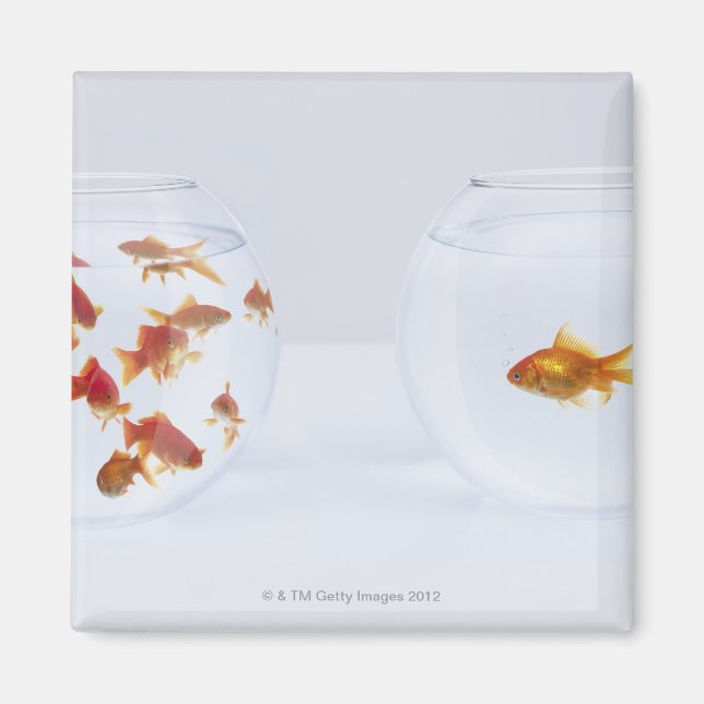Contrast of  many goldfish in fishbowl and magnet (Front)