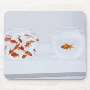 Contrast of many goldfish in fishbowl and mouse mat
