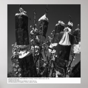 Controlled Pollinization, Pear Orchard, UCD, 1966 Poster