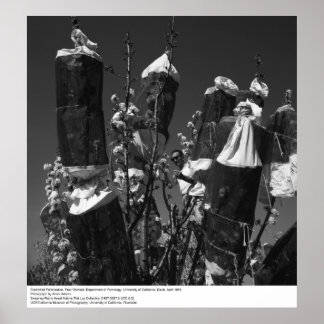 Controlled Pollinization, Pear Orchard, UCD, 1966 Poster