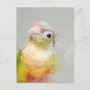 Conure Portrait 012 Postcard