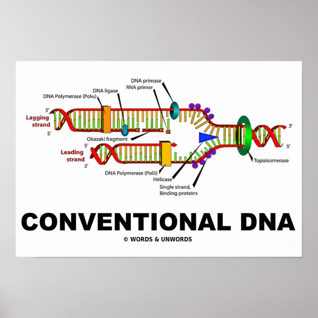 Conventional DNA Molecular Biology Humour Poster (Front)