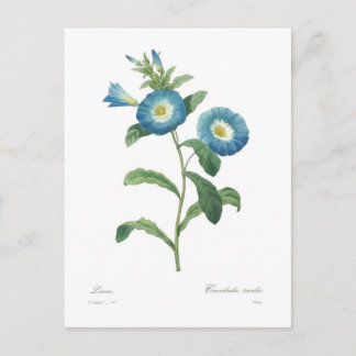 Convolvulus tricolor postcard
