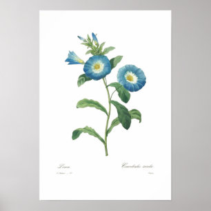 Convolvulus tricolor poster