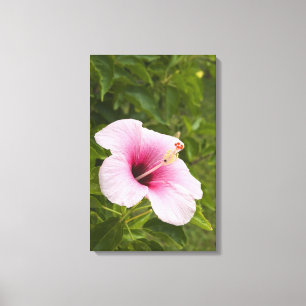 Cook Islands, Atiu. Hibiscus flower. Canvas Print