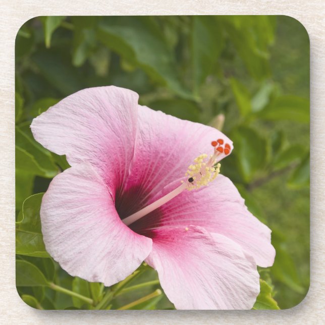 Cook Islands, Atiu. Hibiscus flower. Coaster (Front)