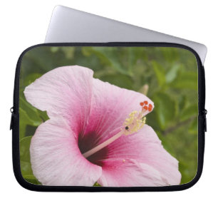 Cook Islands, Atiu. Hibiscus flower. Laptop Sleeve