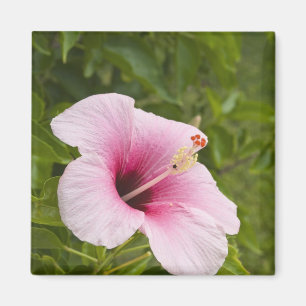 Cook Islands, Atiu. Hibiscus flower. Magnet