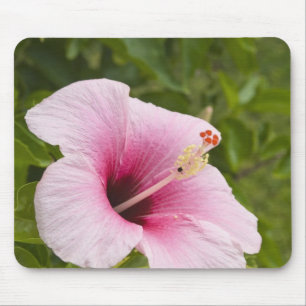 Cook Islands, Atiu. Hibiscus flower. Mouse Mat