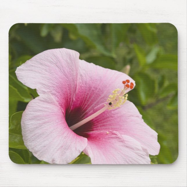 Cook Islands, Atiu. Hibiscus flower. Mouse Mat (Front)