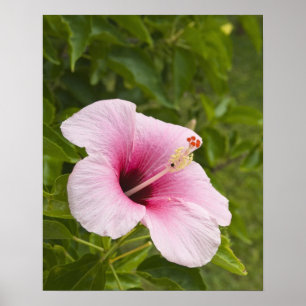 Cook Islands, Atiu. Hibiscus flower. Poster