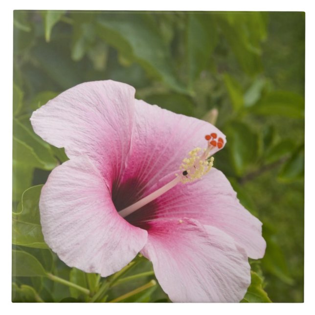 Cook Islands, Atiu. Hibiscus flower. Tile (Front)
